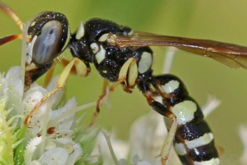 Réf. 194 806 : Philanthus pulchellus